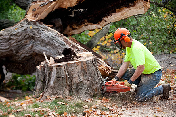 Reliable Brodhead, WI  Tree Services Solutions